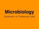 Eukaryotic vs. Prokaryotic cells - Holden R