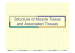 Structure of Muscle Tissue