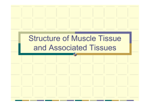 Structure of Muscle Tissue