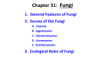 Chapter 31: Fungi