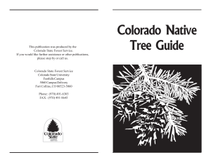 new tree Guide - Colorado State Forest Service