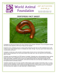 centipede fact sheet - World Animal Foundation