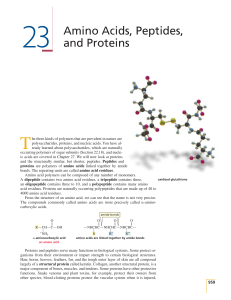 23 Amino Acids, Peptides, and Proteins
