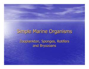 Simple Marine Organisms