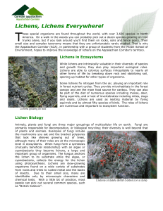 Lichens - Corridor appalachien