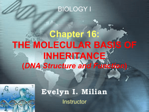 Chapter 16: THE MOLECULAR BASIS OF INHERITANCE (DNA
