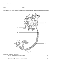 Nervous System Exam.tst