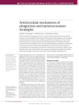Antimicrobial mechanisms of phagocytes and bacterial evasion