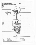 Body Systems Diagrams and Notes