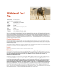 Wildebeest Fact File