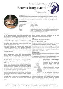 Brown long-eared - Bat Conservation Trust