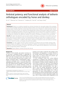 Antiviral potency and functional analysis of tetherin orthologues