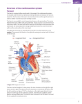 Structure of the cardiovascular system