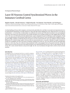 Layer III Neurons Control Synchronized Waves in the Immature