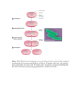 Figure 2.9 Cell division in prokaryotes occurs by binary fission. In