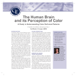 The Human Brain and its Perception of Color