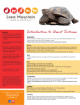 Desert Tortoises - Lone Mountain Animal Hospital