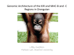 C Regions in Orangutan