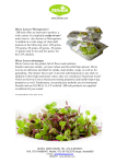Micro Leaves (`Microgreens`) 2BFresh offers an innovative product, a