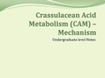 CAM Photosynthesis - Mechanism