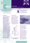 Sea Turtles - Notice Nature