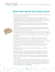 Basic Brain Facts - The Practice of Parenting