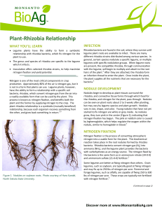 Plant-Rhizobia Relationship