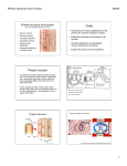 Phloem transport