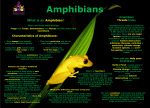 What is an Amphibian? - Kirkley Hall Zoological Gardens