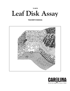 Leaf Disk Assay