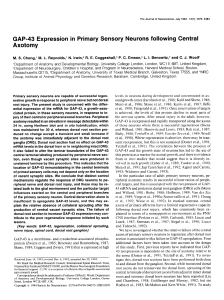 GAP-43 Expression in Primary Sensory Neurons following Central