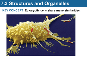 Structure and Organelles