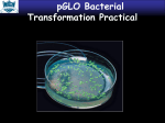 pGLO Bacterial Transformation Practical