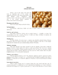 POTATO (Solanum tuberosum) Potato is one of the major cash
