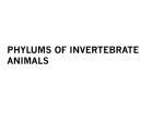 PHYLUMS OF INVERTEBRATE ANIMALS