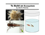 To Build an Ecosystem