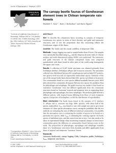 The canopy beetle faunas of Gondwanan element trees in Chilean