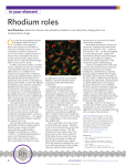 Rhodium roles