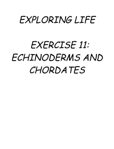echinoderms and