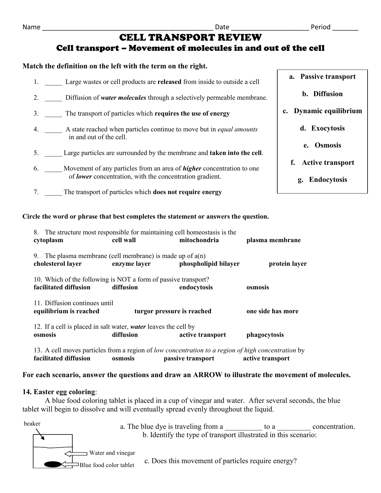 CELL TRANSPORT WORKSHEET Inside Cell Transport Review Worksheet