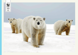 Polar bear species poster
