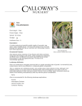 Aloe globuligemma Plant Height: 3 feet Flower Height: 4 feet Spread