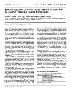 Specific detection of minus strand hepatitis A