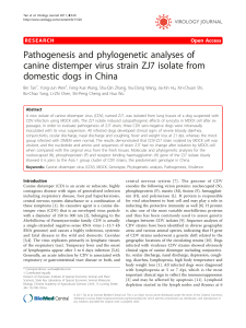 Pathogenesis and phylogenetic analyses of canine distemper virus