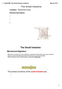 3 - ANATOMY The Small Intestine.notebook