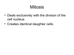 Mitosis