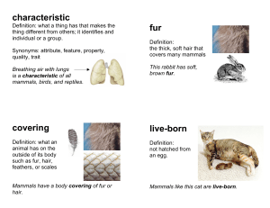 characteristic covering fur live-born