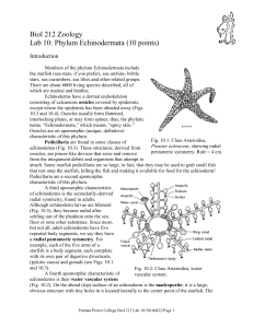 Biol 212 Zoology Lab 10: Phylum Echinodermata