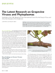 The Latest Research on Grapevine Viruses and