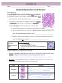 Student Exploration: Cell Division